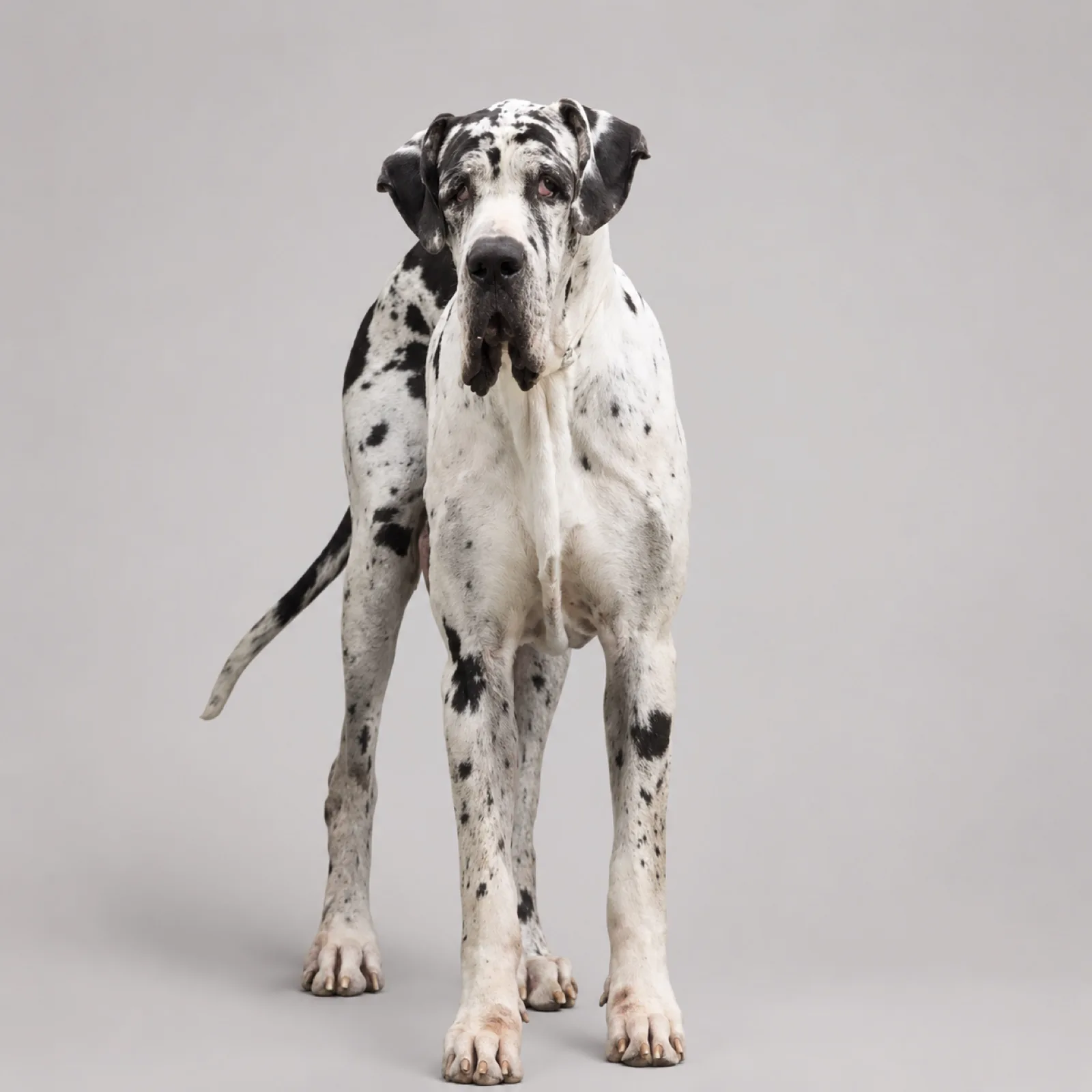 Dogue Alemão do Canil Lothbrok — Um gigante da família